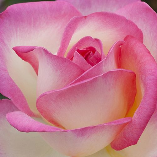 Rosa Princesse de Monaco ® - trandafir cu parfum discret - Trandafir copac cu trunchi înalt - cu flori teahibrid - alb - roz - Marie-Louise (Louisette) Meilland - coroană dreaptă - ,-